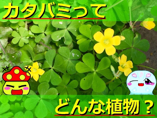 Thumbnail of post image 029